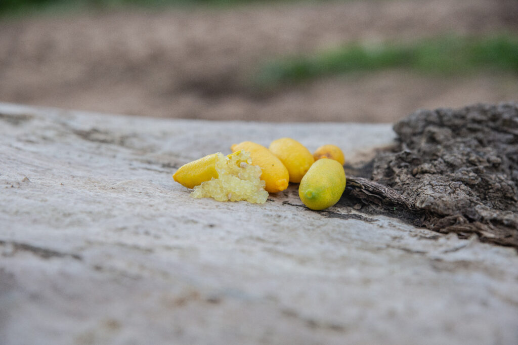 scopri tutte le proprietà benefiche del limone caviale